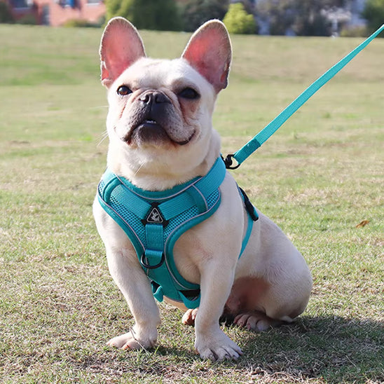 harnais chien cyan