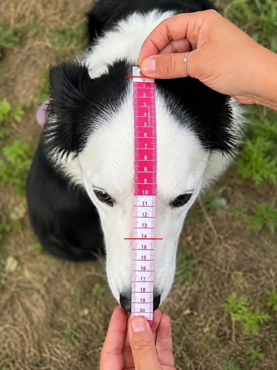 Comment Mesurer Son Chien Correctement :Guide de mesures