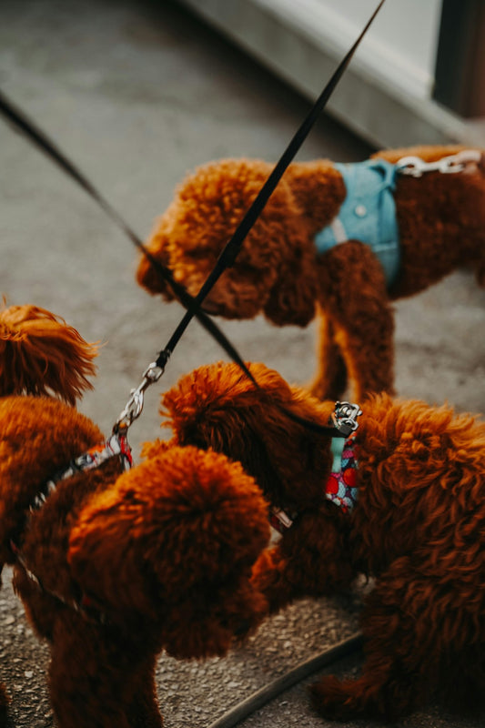 Harnais pour chien : sécurisé et facile à usage - Pitou Poil
