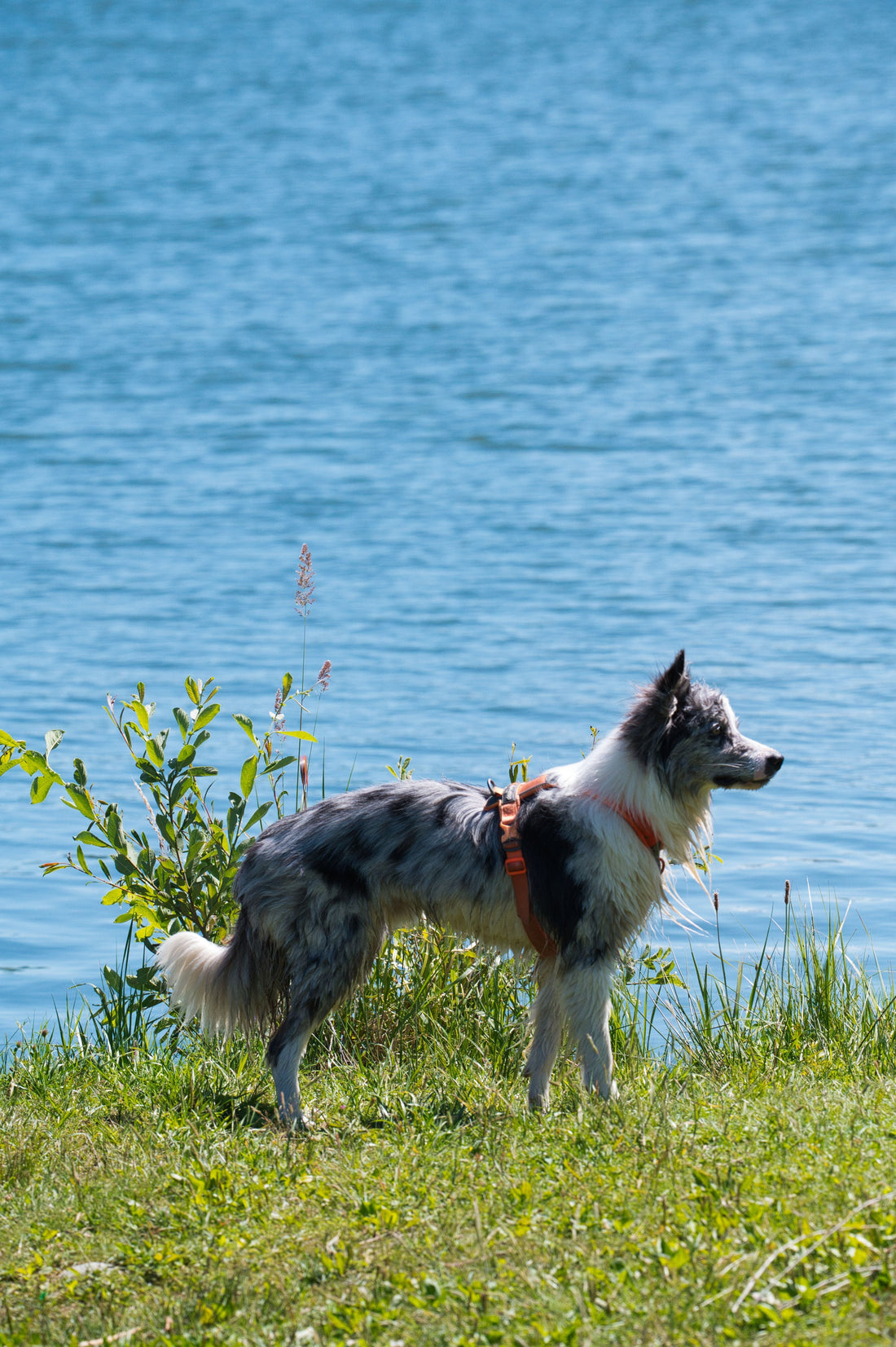 Harnais Chien : tout ce qu'il faut savoir avant d'acheter
