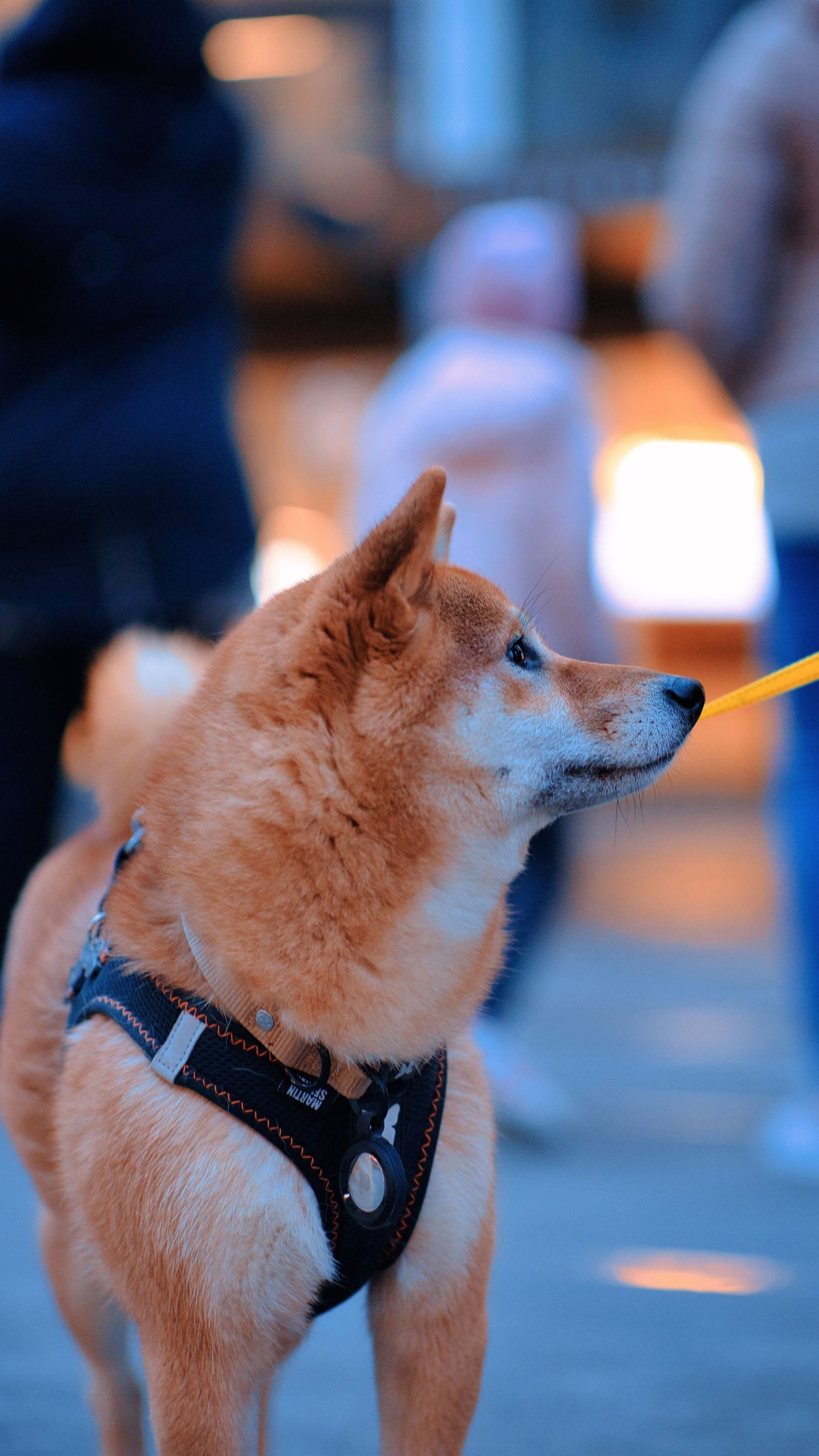 Pourquoi Laisse pour chien est nécéssaire ?