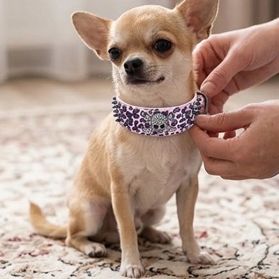 Collier Chien blanc