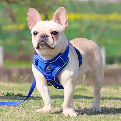 harnais chien bleu parc