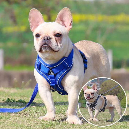 harnais chien bleu
