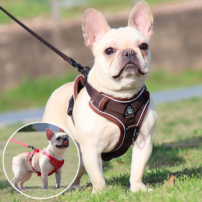 harnais chien brun