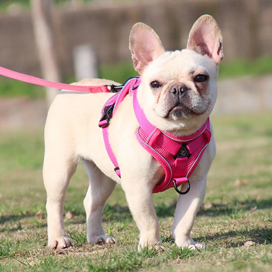 harnais chien rose parc