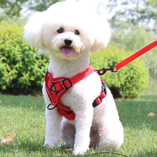 harnais chien rouge parc