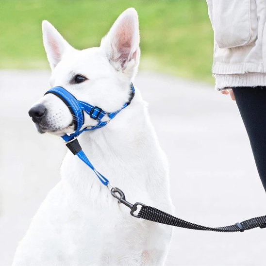 Muselière chien​ bleu ajustable