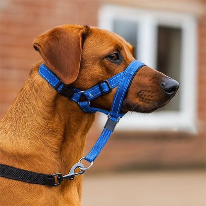 Muselière chien​ bleu