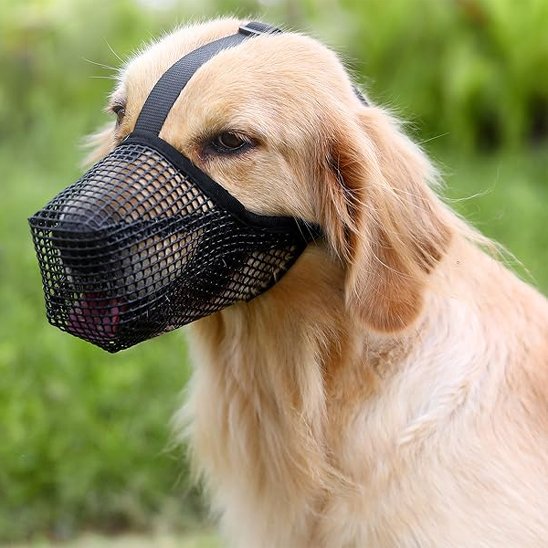 Muselière chien calm