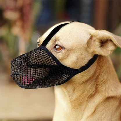 Muselière chien debout