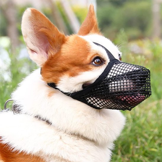 Muselière chien en plein aire