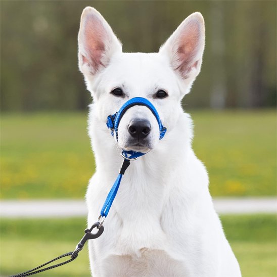 Muselière chien​ qui s"est habitué 