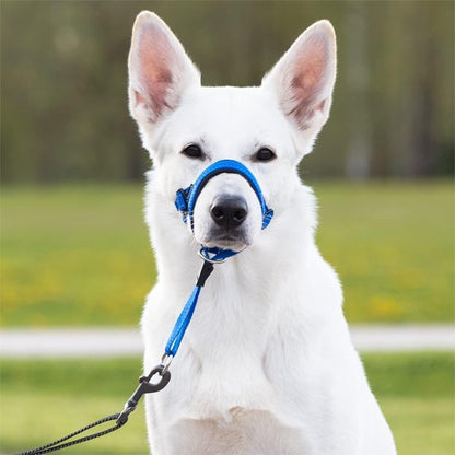 Muselière chien​ qui s"est habitué 
